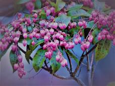 185290_2.jpg  : 212 KB