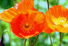 185300_3.jpg  : 56 KB