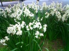 185308_1.jpg  : 127 KB