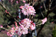 185319_2.jpg  : 65 KB