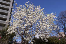 185347_1.jpg  : 145 KB