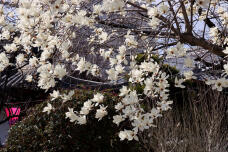 185347_2.jpg  : 155 KB