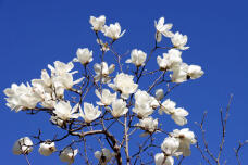 185347_3.jpg  : 80 KB