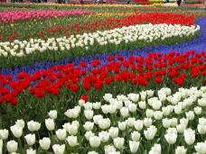 185370_1.jpg  : 264 KB