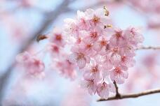 185376_1.jpg  : 49 KB