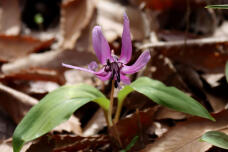 185383_2.jpg  : 52 KB