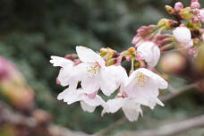 185393_1.jpg  : 91 KB