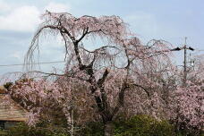 185430_2.jpg  : 224 KB