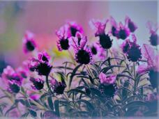 185440_1.jpg  : 123 KB