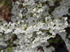 185446_1.jpg  : 55 KB