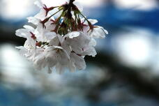 185448_1.jpg  : 96 KB