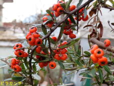 185451_1.jpg  : 66 KB