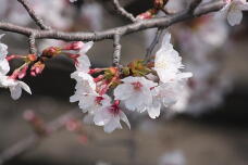 185460_1.jpg  : 99 KB