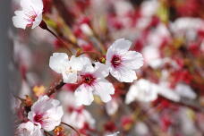 185460_2.jpg  : 111 KB