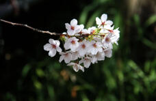 185473_2.jpg  : 43 KB