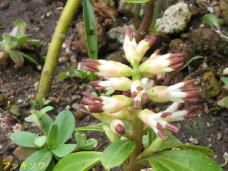 185485_1.jpg  : 59 KB