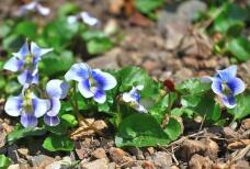 185487_3.jpg  : 74 KB