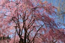 185491_2.jpg  : 88 KB