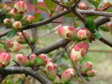 185499_3.jpg  : 45 KB