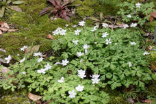 185503_3.jpg  : 137 KB