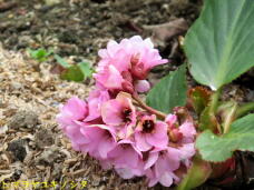 185509_2.jpg  : 60 KB