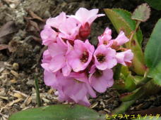 185509_3.jpg  : 57 KB