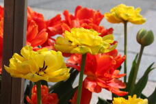 185517_1.jpg  : 117 KB