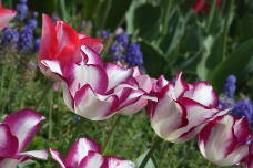 185517_3.jpg  : 129 KB