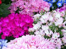 185518_1.jpg  : 331 KB