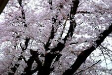 185525_1.jpg  : 168 KB