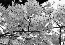 185525_2.jpg  : 140 KB