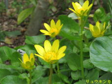 185534_2.jpg  : 44 KB