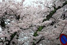 185537_1.jpg  : 164 KB