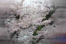 185537_2.jpg  : 120 KB