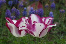 185546_3.jpg  : 108 KB