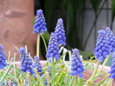 185552_1.jpg  : 52 KB