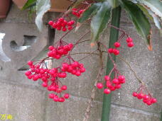 185552_2.jpg  : 71 KB