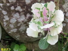 185552_3.jpg  : 56 KB