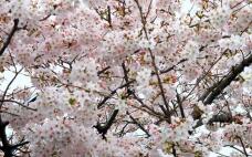 185554_2.jpg  : 115 KB