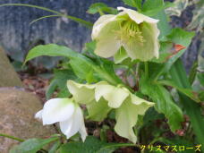 185561_1.jpg  : 46 KB