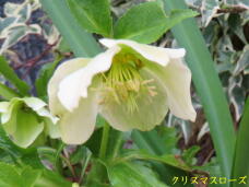 185561_2.jpg  : 43 KB