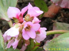 185561_3.jpg  : 42 KB