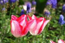 185574_1.jpg  : 83 KB