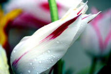 185583_2.jpg  : 63 KB