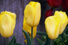 185583_3.jpg  : 73 KB