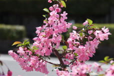 185585_1.jpg  : 85 KB