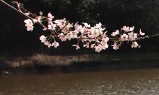 185603_1.jpg  : 38 KB