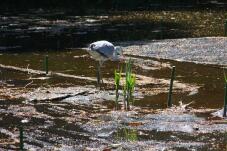 185633_2.jpg  : 89 KB