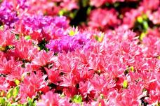 185657_1.jpg  : 109 KB