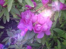 185657_2.jpg  : 83 KB